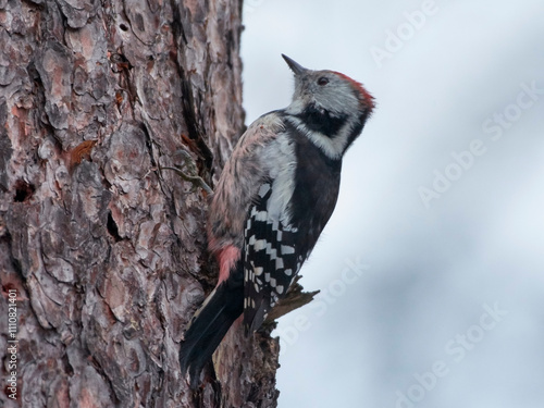 woodpecker on a tree