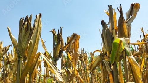 Selective focus. Dry corn or dried cornfield global warming drought in close up. Blue sky background.