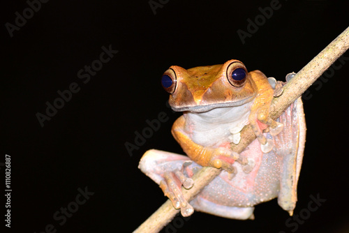 Wallpaper Mural Madagascar tree frog on a branch isolated Torontodigital.ca
