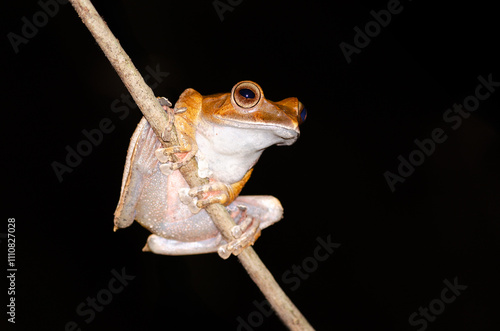 Wallpaper Mural Madagascar tree frog on a branch isolated Torontodigital.ca