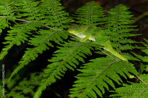 Wallpaper Mural Madagascar green chameleon on a fern leaf Torontodigital.ca