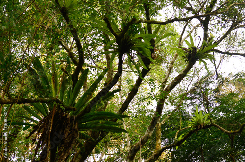Wallpaper Mural Tropical forest with ferns and big trees canopy Torontodigital.ca