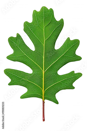 Black Oak Leaf Against Vibrant Green Background Natural Balance Photography