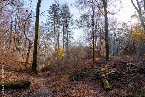 Der Güldenberg in der Wahner Heide