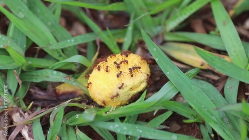 Saúva ants feeding on a pequi fruit on the ground