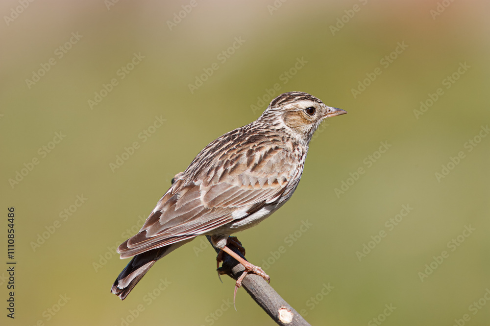 Tree lark with the scientific name of (Lullula arborea). This lark often perches in trees, in contrast to other species of larks, which use the ground much more. Tree lark with the scientific name of (Lullula arborea). This lark often perches in trees, in contrast to other species of larks, which use the ground much more.