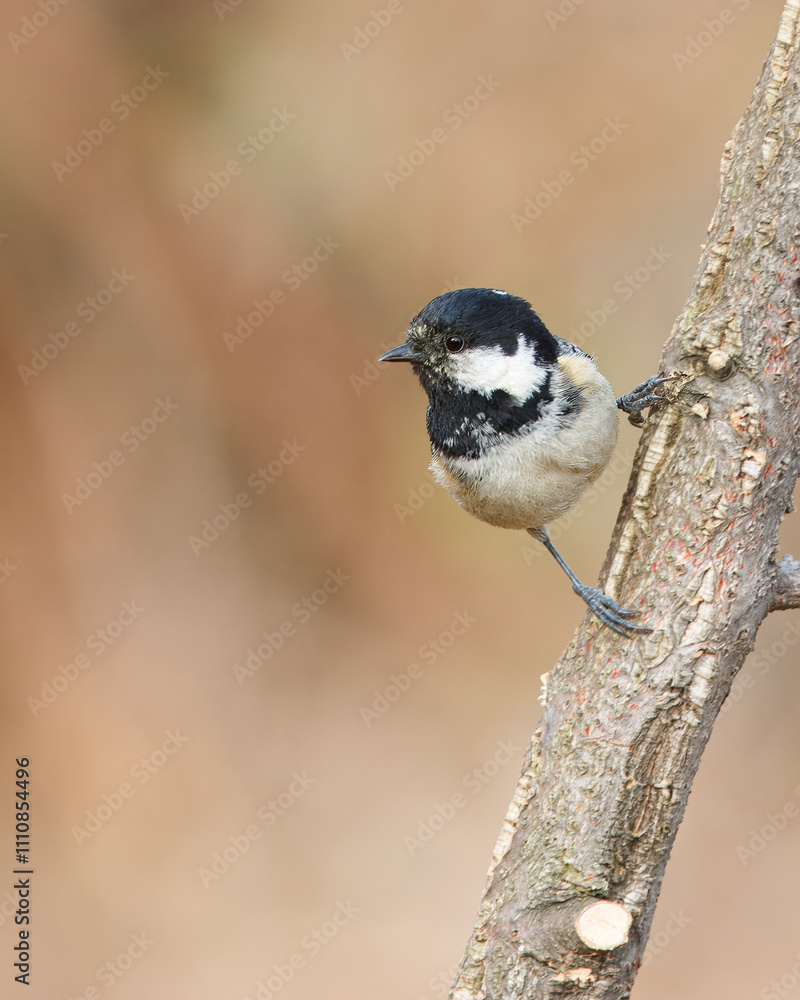 Naklejka premium Charcoal tit with the scientific name of (Periparus ater). Small black-headed bird perched on a branch singing.