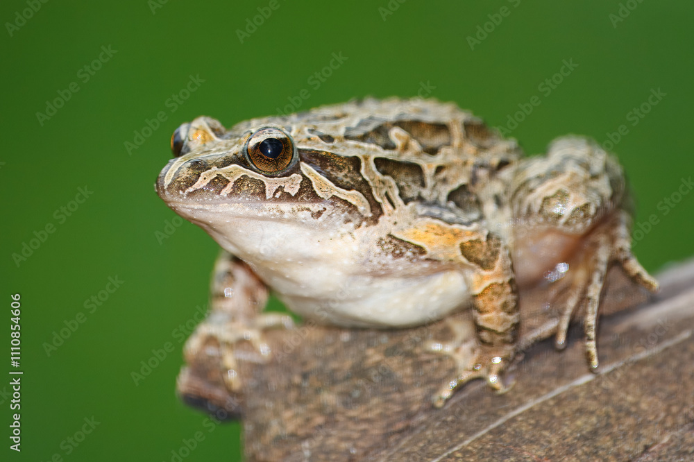 Obraz premium Pointed-snouted frog with the scientific name of (Discoglossus galganoi). It is a species of frog from the Discoglossidae family. A frog on top of a rock.