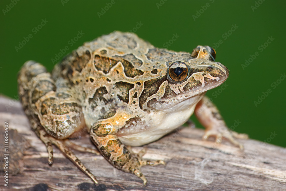 Pointed-snouted frog with the scientific name of (Discoglossus galganoi). It is a species of frog from the Discoglossidae family. A frog on top of a rock. Pointed-snouted frog with the scientific name of (Discoglossus galganoi). It is a species of frog from the Discoglossidae family. A frog on top of a rock.
