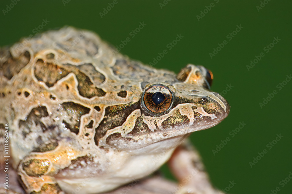 Pointed-snouted frog with the scientific name of (Discoglossus galganoi). It is a species of frog from the Discoglossidae family. A frog on top of a rock. Pointed-snouted frog with the scientific name of (Discoglossus galganoi). It is a species of frog from the Discoglossidae family. A frog on top of a rock.
