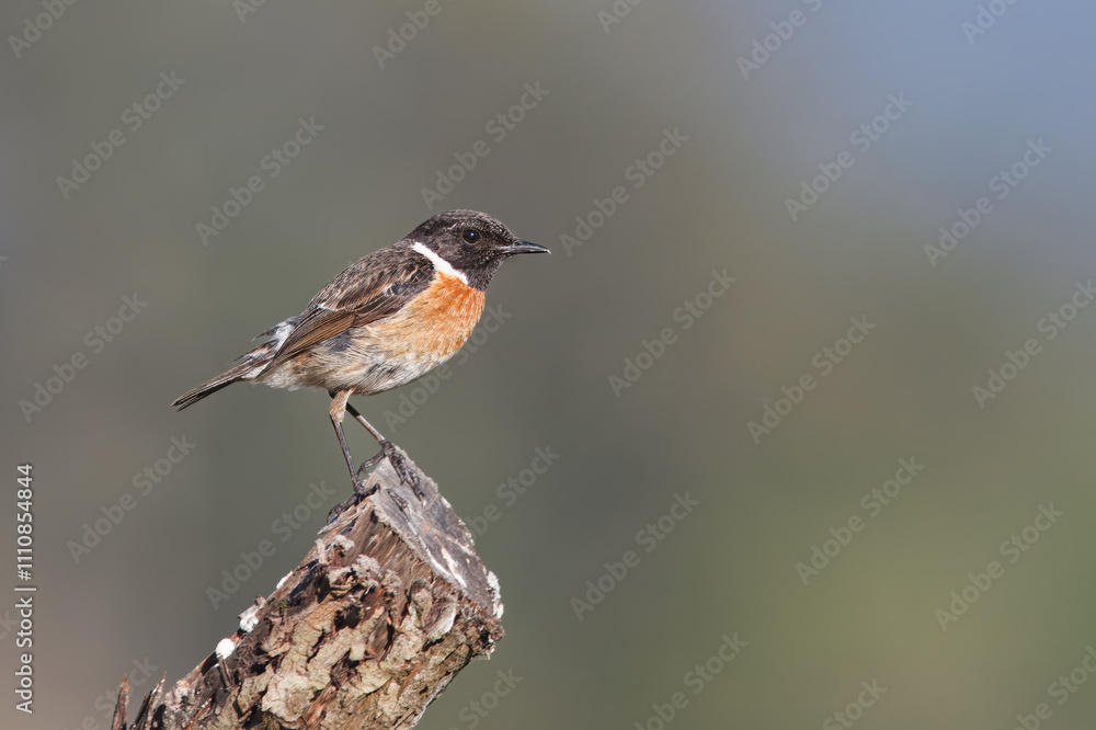 Stonechat with the common name of (Saxicola rubicola). Bird with a black head and red back perched on top of a stick. Stonechat with the common name of (Saxicola rubicola). Bird with a black head and red back perched on top of a stick.