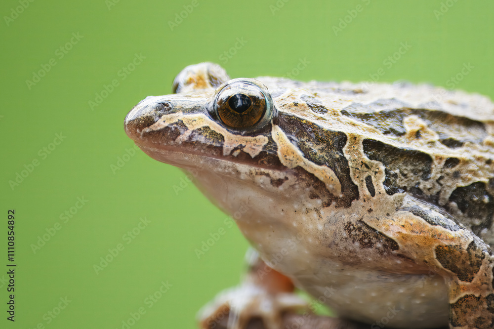 Fototapeta premium Pointed-snouted frog with the scientific name of (Discoglossus galganoi). It is a species of frog from the Discoglossidae family. A frog on top of a rock.