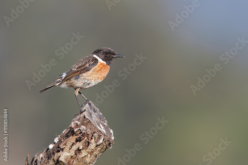 Stonechat with the common name of (Saxicola rubicola). Bird with a black head and red back perched on top of a stick.