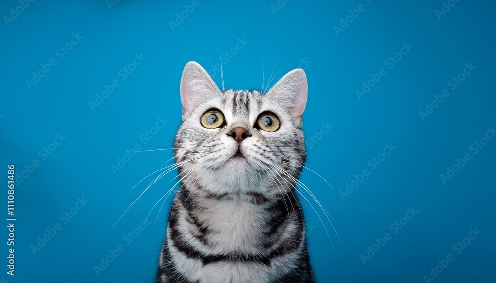 Obraz premium adorable American Shorthair Cat Looking Up on Blue Background 