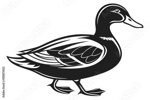 duck isolated on white