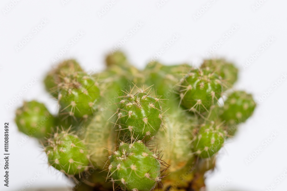 Succulent cactus isolated on white background Succulent cactus isolated on white background
