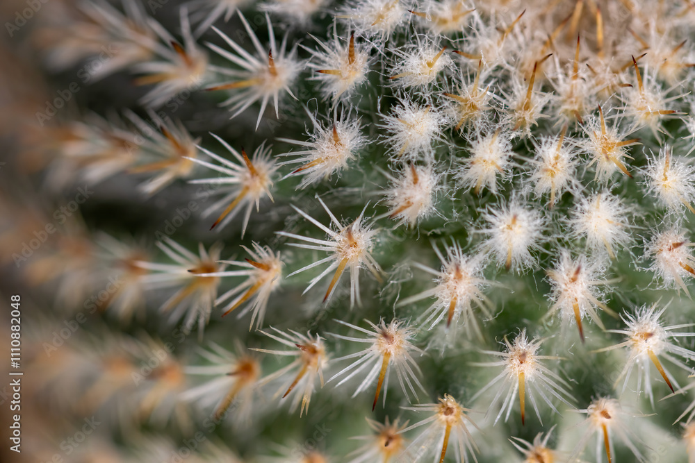 Succulent cactus isolated on white background Succulent cactus isolated on white background