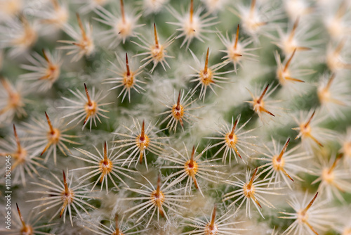 Succulent cactus isolated on white background