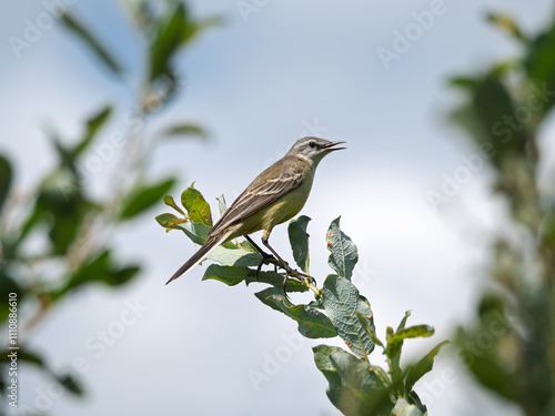 Female of Western yellow wagtail perching on a branch. The smallest representative in the wagtail family. Bird watching. Ornithology. Close-up