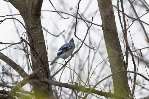 A beautiful blue jay bird is peacefully resting on the tree branches during a cloudy day in the great outdoors