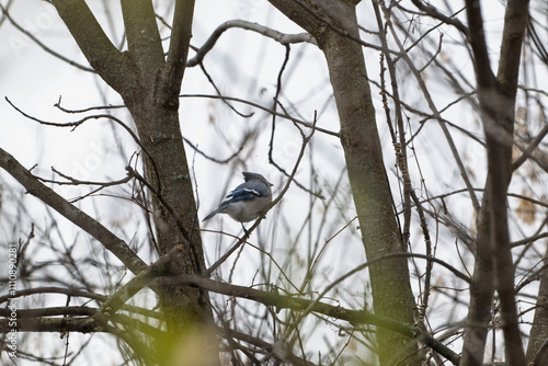 A blue jay resting among the bare branches, showcasing its vibrant plumage against a muted backdrop.