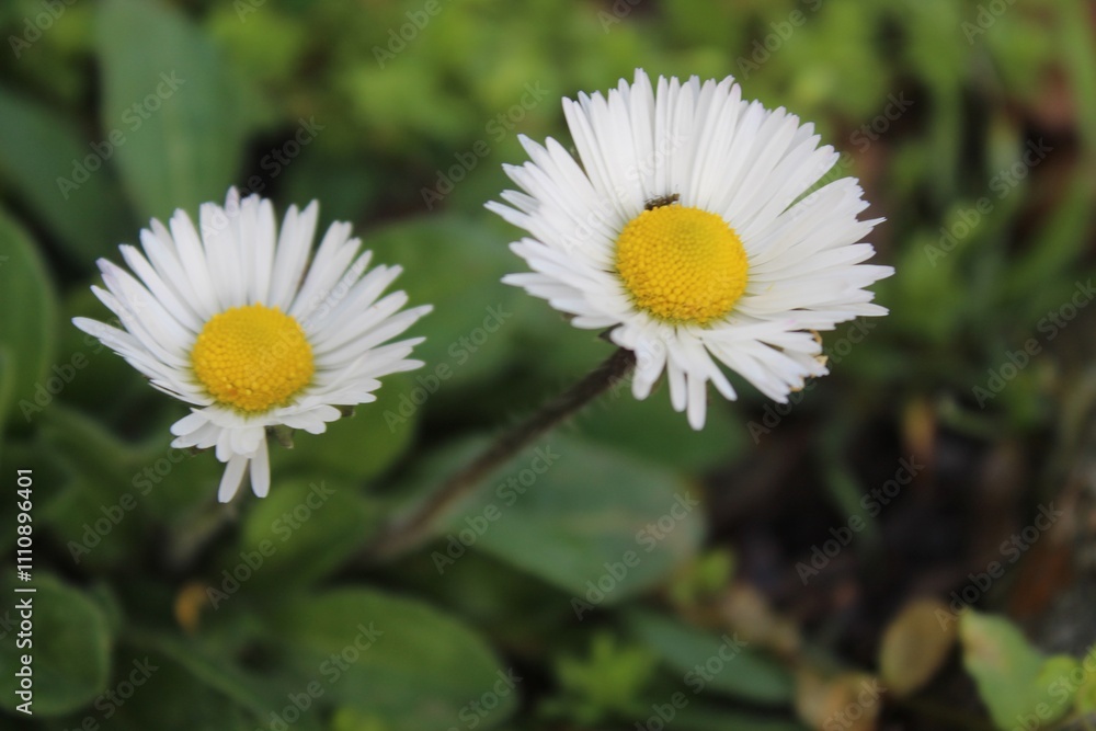 daisy flower daisy flower