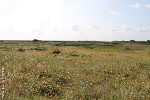 Salt marshes on Spiekeroog in summer photo