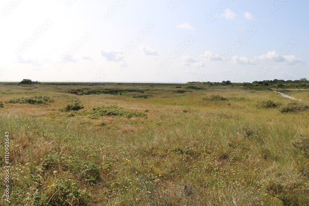 Salt marshes on Spiekeroog in summer, hiking path Salt marshes on Spiekeroog in summer, hiking path