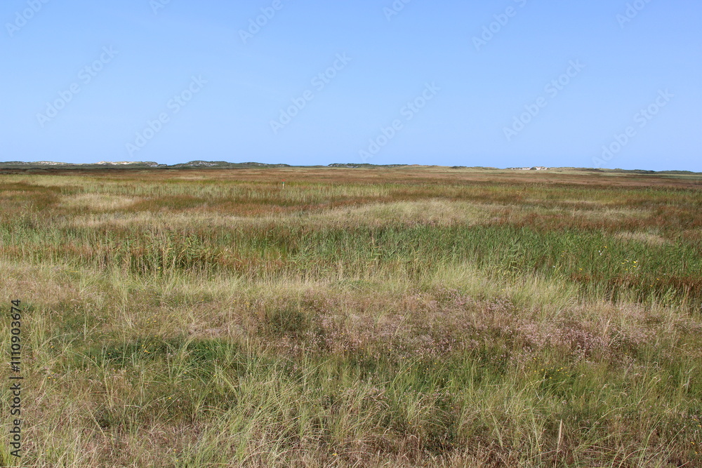 Salt marshes on Spiekeroog in summer Salt marshes on Spiekeroog in summer