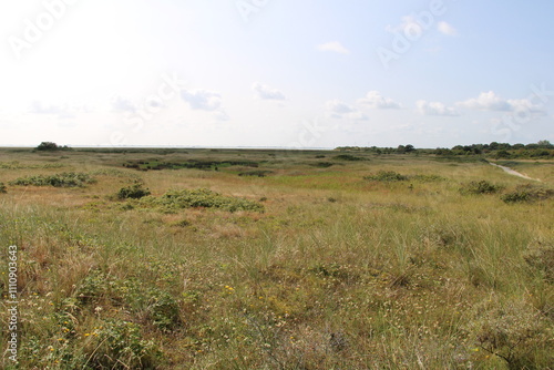 Salt marshes on Spiekeroog in summer, hiking path