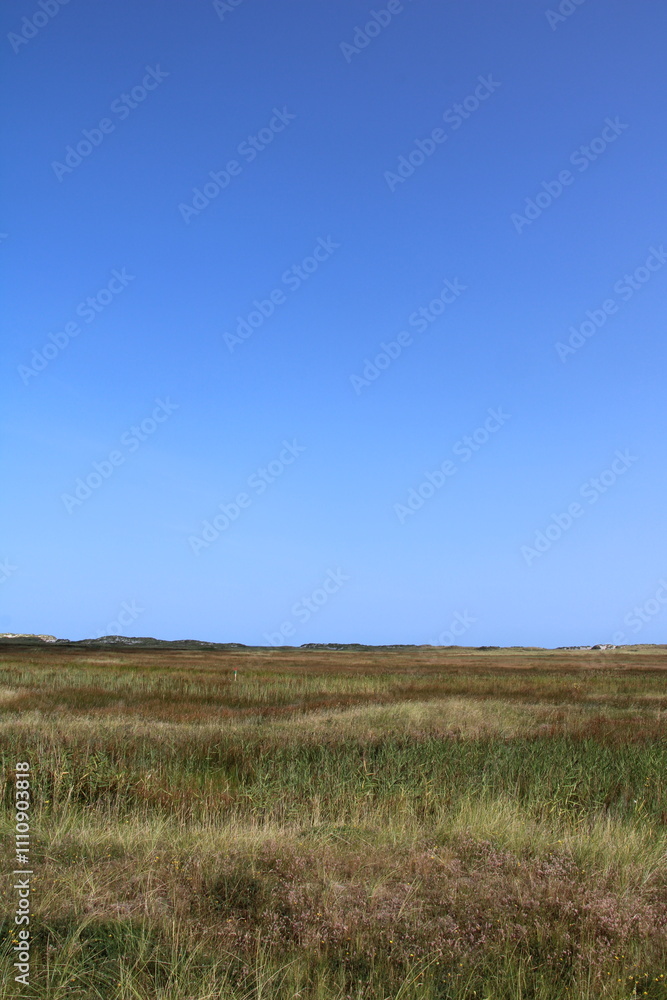 Salt marshes on Spiekeroog in summer Salt marshes on Spiekeroog in summer