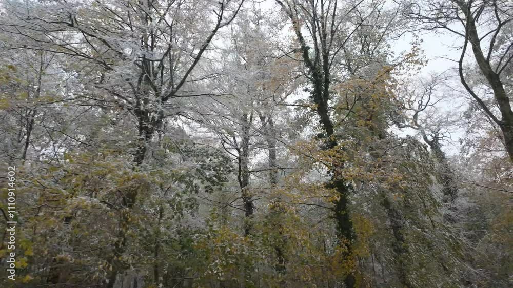A day in Versailles snowy forest A day in Versailles snowy forest