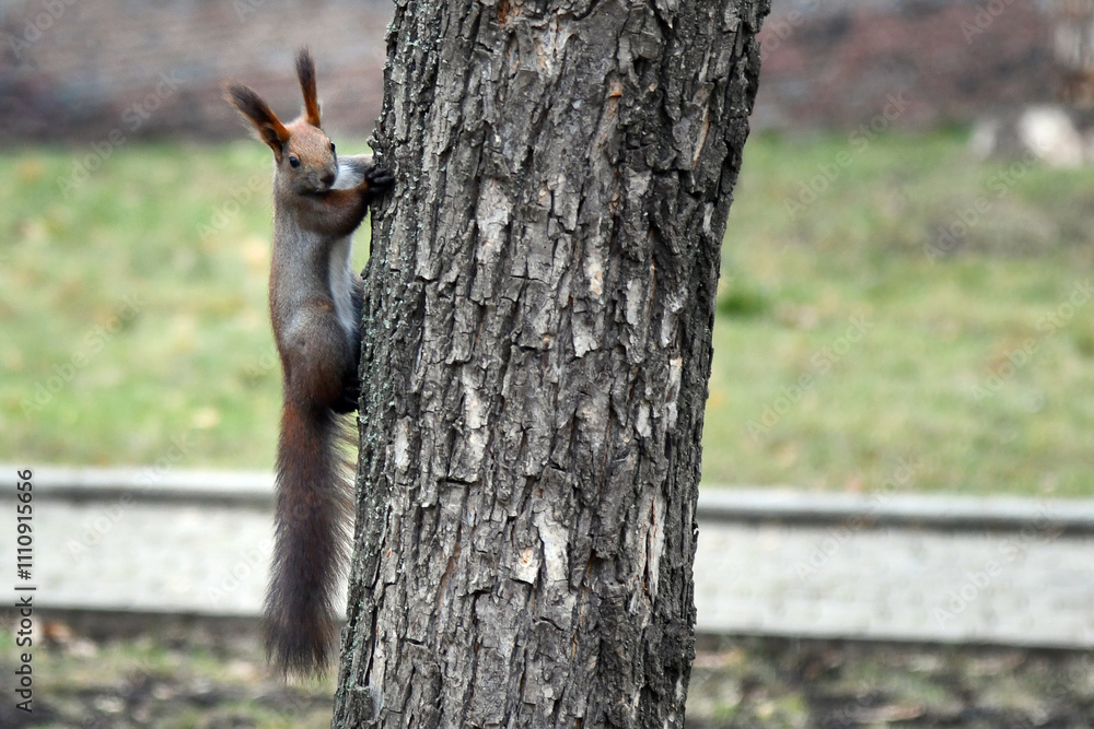 Tree Squirrel Portrait, Close Up, Animal Nature Concept Tree Squirrel Portrait, Close Up, Animal Nature Concept