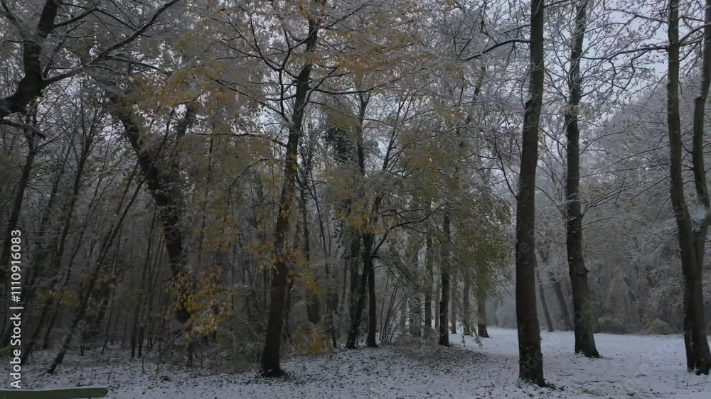 A day in Versailles snowy forest A day in Versailles snowy forest