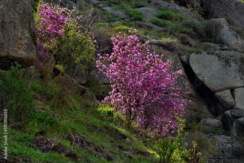 Russia. Altai Mountains during the flowering of the maralnik (Rhododendron Ledebourii) near the village of Kupchegen on the Chui tract. photo