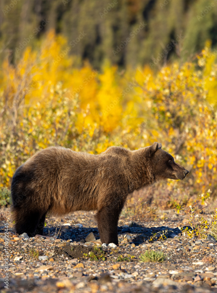 Fototapeta premium Grizzly Bear in Denali National Park Alaska in Autumn