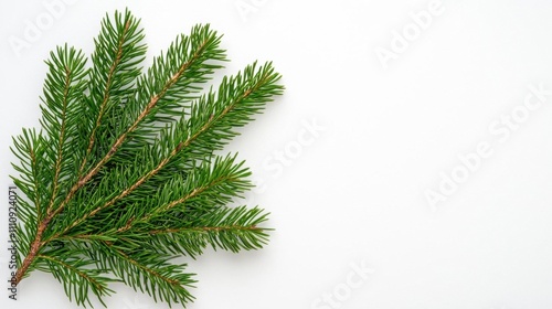 A photostock of lush green pine branches with detailed textures, isolated on a clean white background, great for holiday, winter, or natural-themed concepts. High Quality