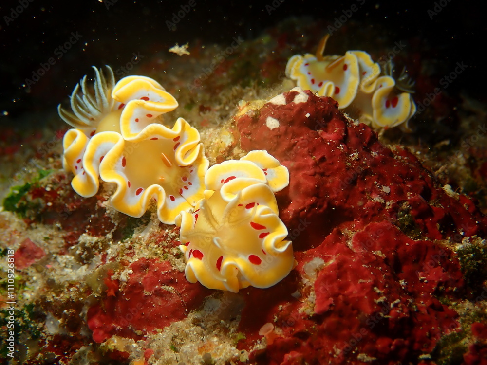 Sea slugs are called the jewels of the sea because of their colorful appearance and shape.
ウミウシはその色鮮やかな姿、形から海の宝石と呼ばれています。 Sea slugs are called the jewels of the sea because of their colorful appearance and shape.
ウミウシはその色鮮やかな姿、形から海の宝石と呼ばれています。