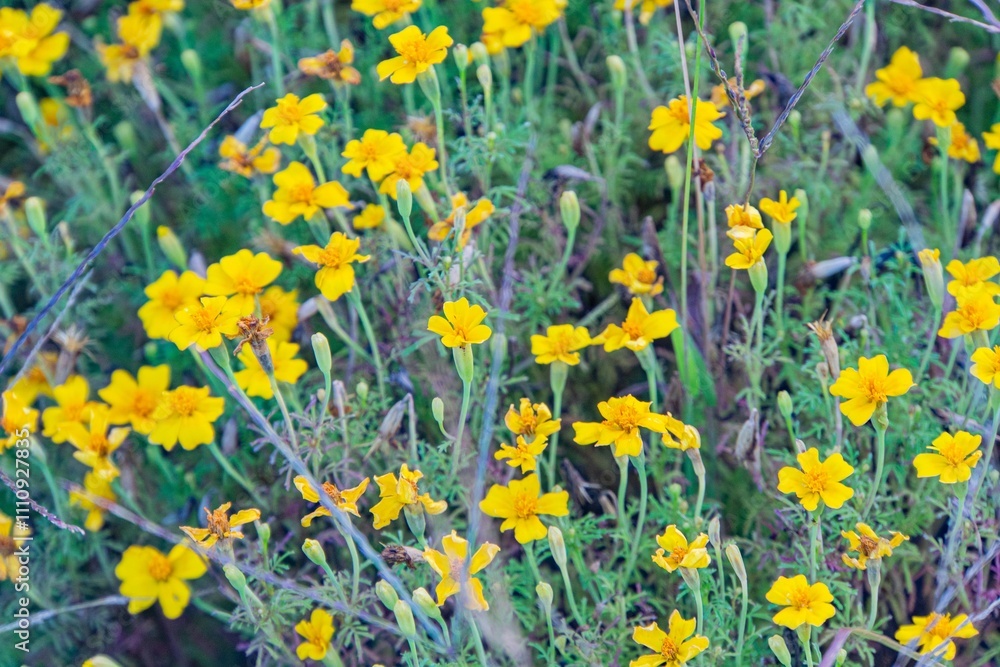 Fototapeta premium Close-up image of bright yellow flowers with five petals, set against a blurred natural outdoor background Detailed focus on stamens and pistils