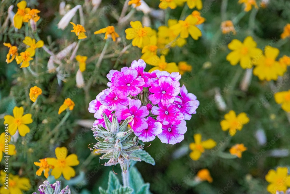 Obraz premium Close-up image of a cluster of pink and white wildflowers against a vibrant backdrop