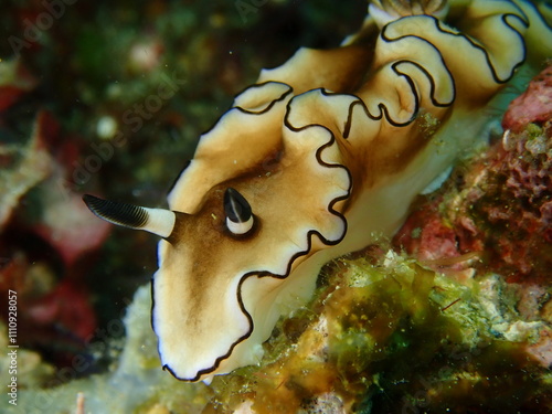 ウミウシはその色鮮やかな姿、形から海の宝石と呼ばれています。 photo