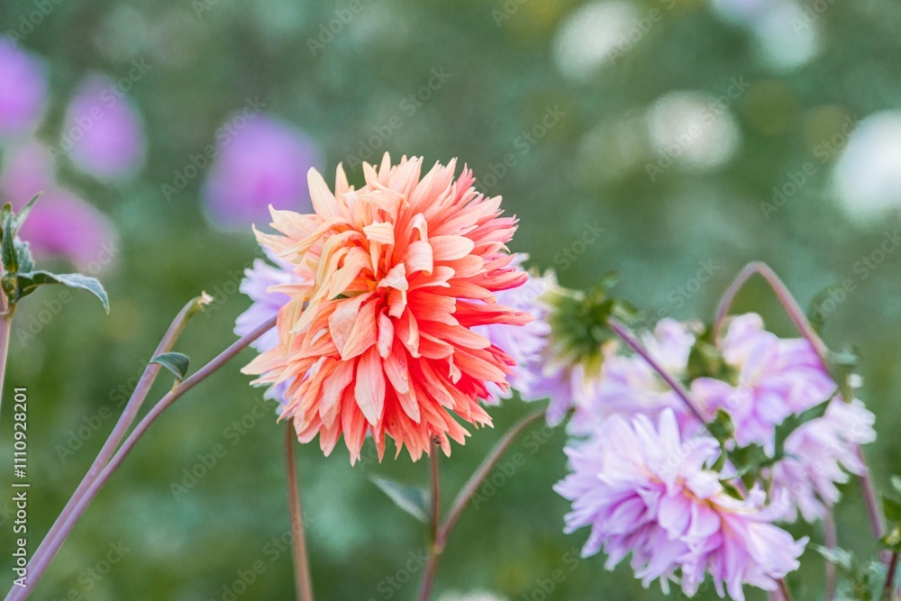 Image shows a close-up view of vibrant flowers, with a central dahlia in bright orange, flanked by pale pink blooms seemingly half-developed on the right Background suggests a garden or meadow fil Image shows a close-up view of vibrant flowers, with a central dahlia in bright orange, flanked by pale pink blooms seemingly half-developed on the right Background suggests a garden or meadow fil