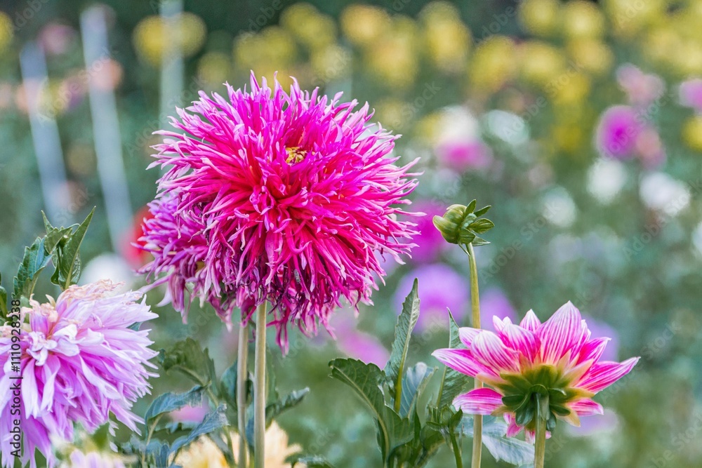 Obraz premium Close-up of a vibrant pink flower collection with diverse stages of blooming Central focus on a lush, layered pink flower against a natural backdrop No texts present Emphasizes depth of field for