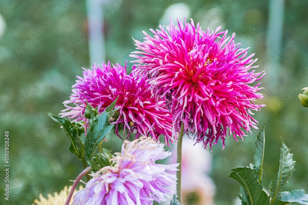 Obraz premium Close-up of pink flowers possibly chrysanthemums, bloomed, fluffy petals, round appearance, greenery at the bottom, blurred background, outdoor setting garden, naturalistic style