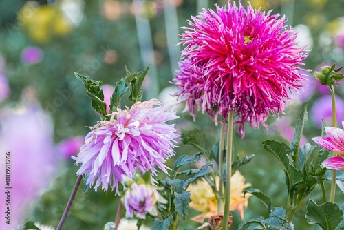 Close-up image of vibrant flowers, mainly pink and yellow Central flower is fluffy pink, surrounded by partially obscured colorful flowers Background lush and unclear due to close-up photography I photo