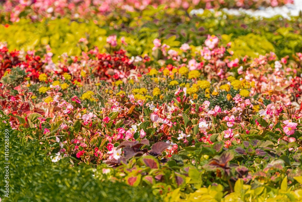 A densely populated flower garden with predominantly pink and yellow flowers, arranged in neat rows, surrounded by a large diverse plant life The garden has a meandering gravel path inviting visitor A densely populated flower garden with predominantly pink and yellow flowers, arranged in neat rows, surrounded by a large diverse plant life The garden has a meandering gravel path inviting visitor