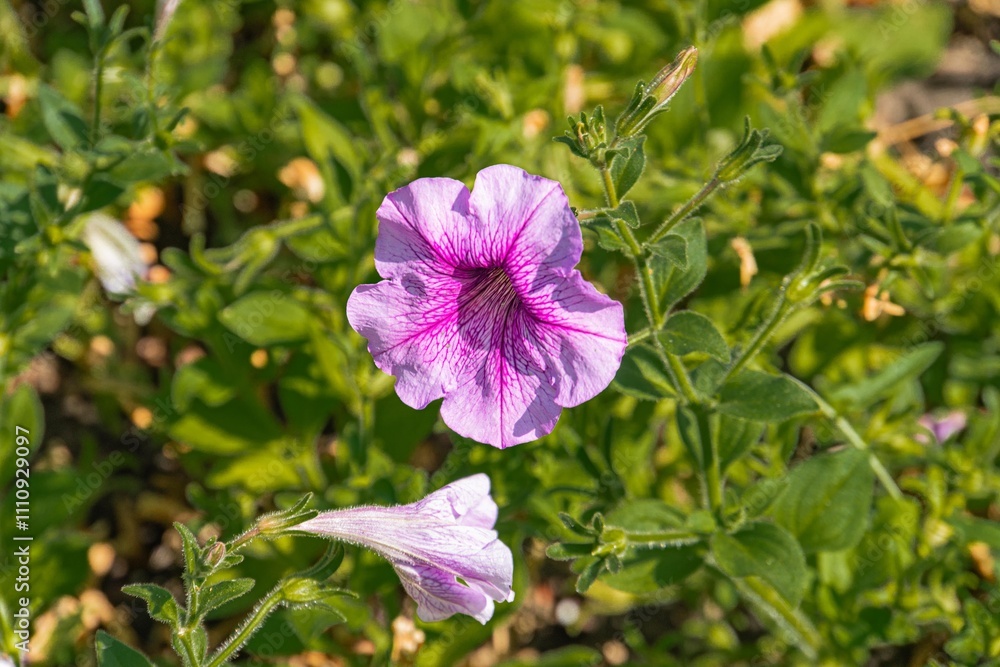 Obraz premium Close-up view of two pink flowers with white centers possibly poppies, in full bloom against a green foliage background, suggesting a garden or wildflower meadow Soft lighting creates interesting