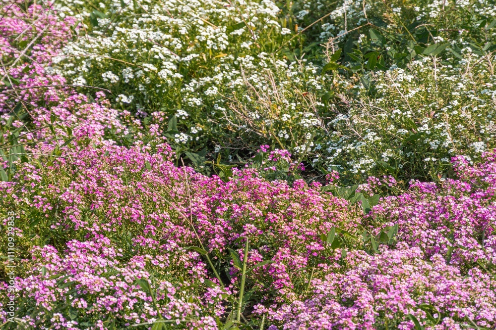 A vibrant, detailed image of a lush field of flowers in various shades of pink, lavender, and white The densely packed blossoms create an impression of a carpeted landscape with high contrast and vi A vibrant, detailed image of a lush field of flowers in various shades of pink, lavender, and white The densely packed blossoms create an impression of a carpeted landscape with high contrast and vi