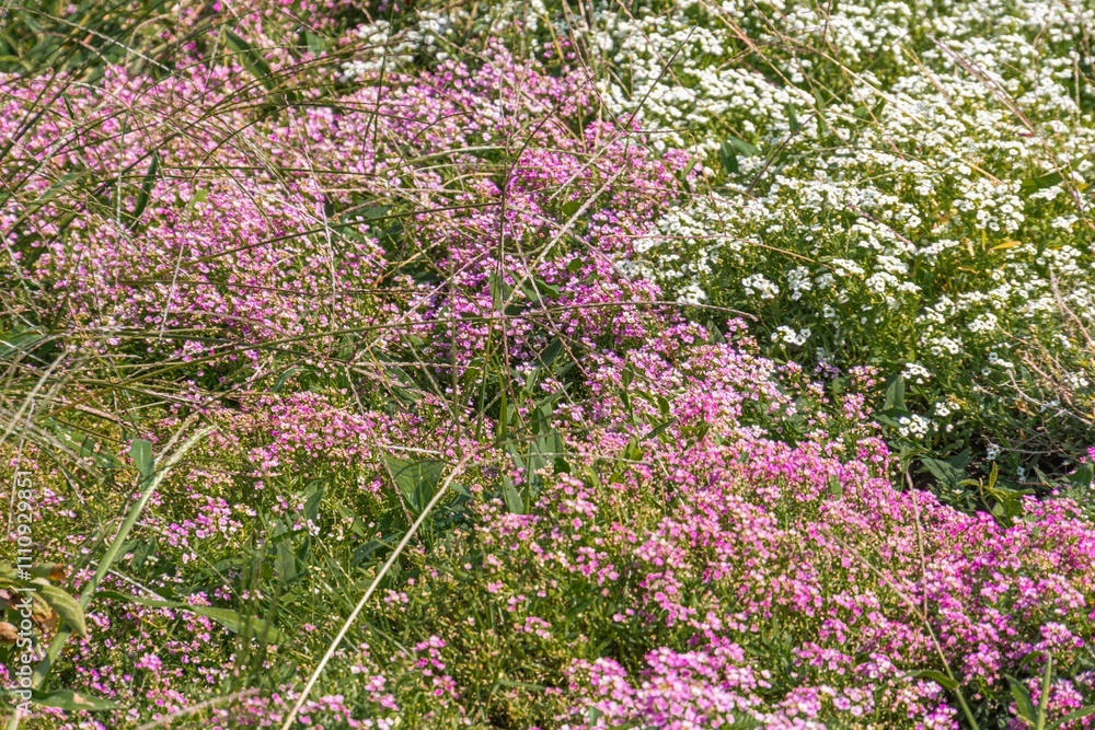 Close-up view of a colorful flower garden with various blooms at different stages, vibrant contrast between colors and greenery, emphasis on botanical diversity Close-up view of a colorful flower garden with various blooms at different stages, vibrant contrast between colors and greenery, emphasis on botanical diversity
