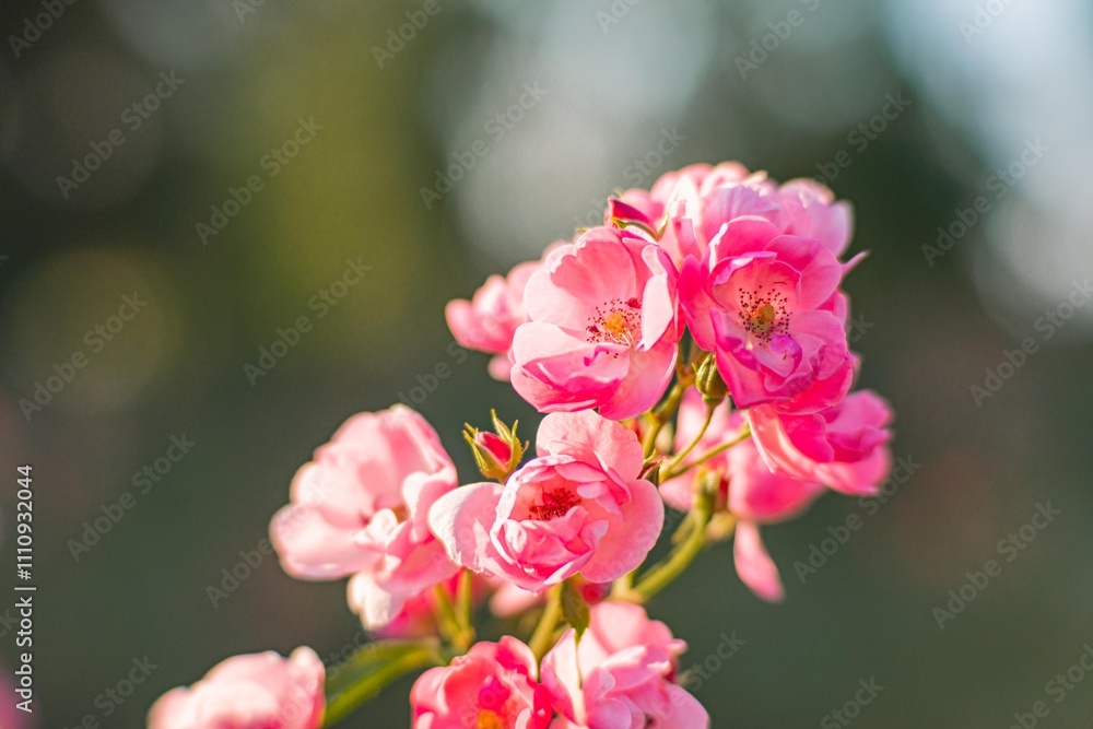 Close-up of a cluster of pink flowers with layered petals, visible centers and green foliage background, suggesting outdoor sunny day Close-up of a cluster of pink flowers with layered petals, visible centers and green foliage background, suggesting outdoor sunny day